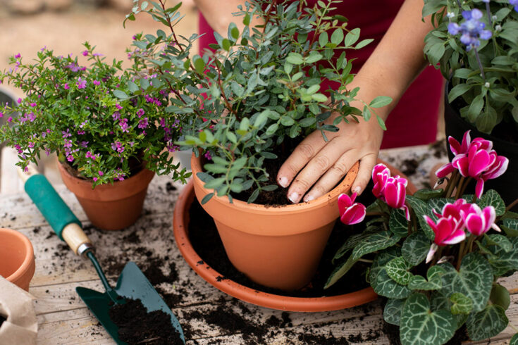 Tipps für die Gartenarbeit im Mai TechniSat Online Magazin